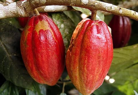 Parliament passes Ghana COCOBOD Bill
