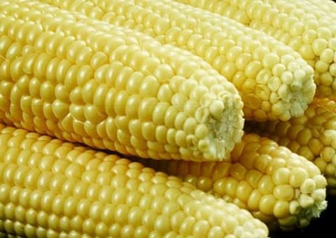 Bono Agriculture Directorate projects 1.2 million metric tonnes of maize in 2026 crop season