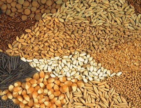 Ghana must fix its seed system to secure food security and climate resilience 