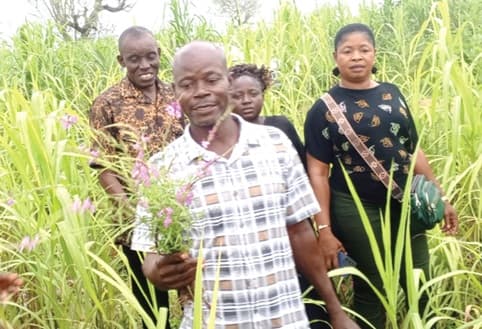 Witchweed eats into crop harvests in northern Ghana