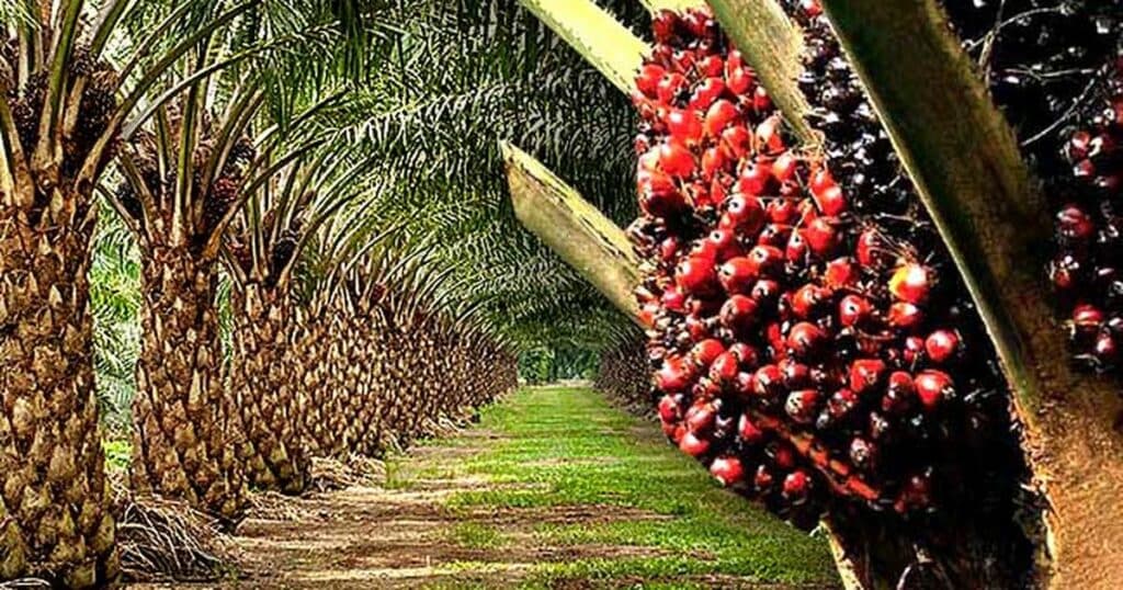 Ghana needs 150,000 more tonnes of palm oil annually to meet demand – OPDAG