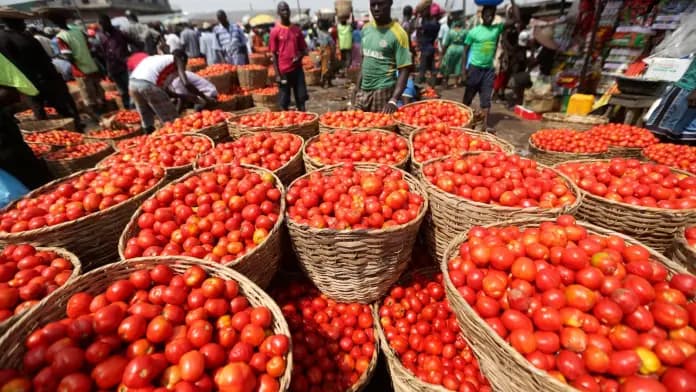 Tomato prices to drop sharply in coming weeks – John Dumelo