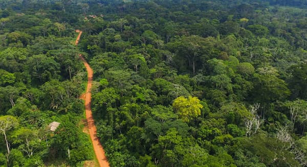 Policy just saved Achimota Forest. But culture must save the people – creatively