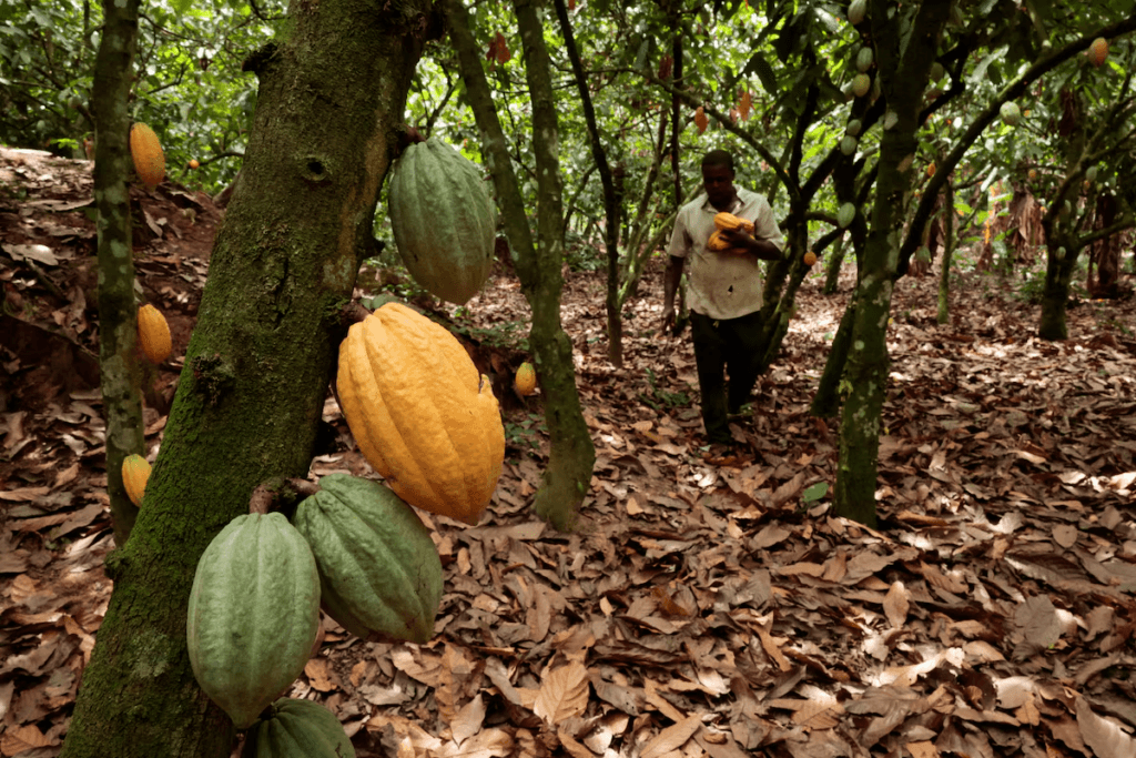 Ivory Coast cocoa sellers struggle to use new traceability system