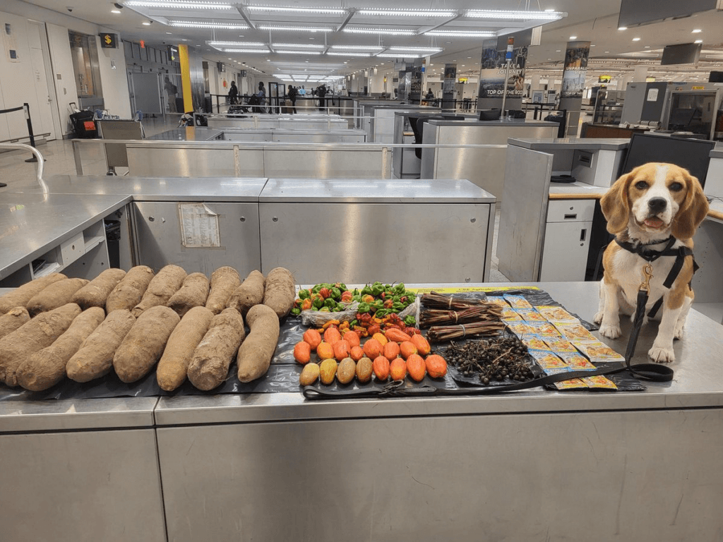 K9 dog sniffs out 72lbs of prohibited Ghanaian food items at JFK