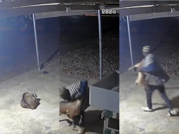 CCTV captures moment ‘thieves’ swiftly grab goat, flee on motorcycle