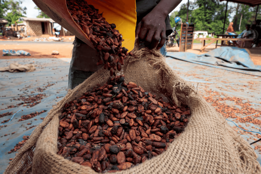 Ivory Coast’s delayed cocoa crop could mean congested ports ahead of EU rules, sources say