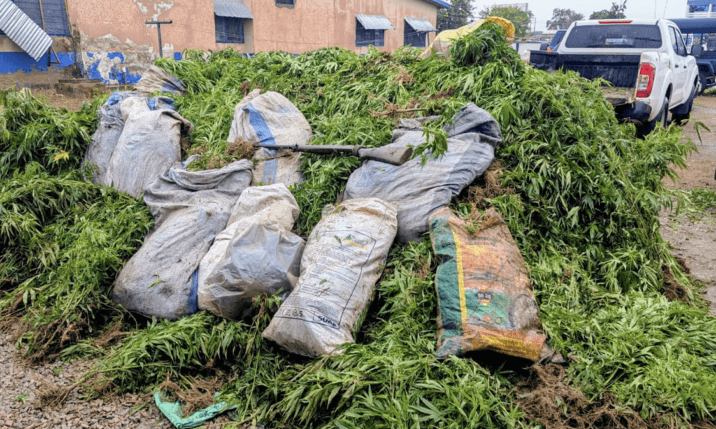 Police arrest 14 suspected narcotic plant farmers at Daliga